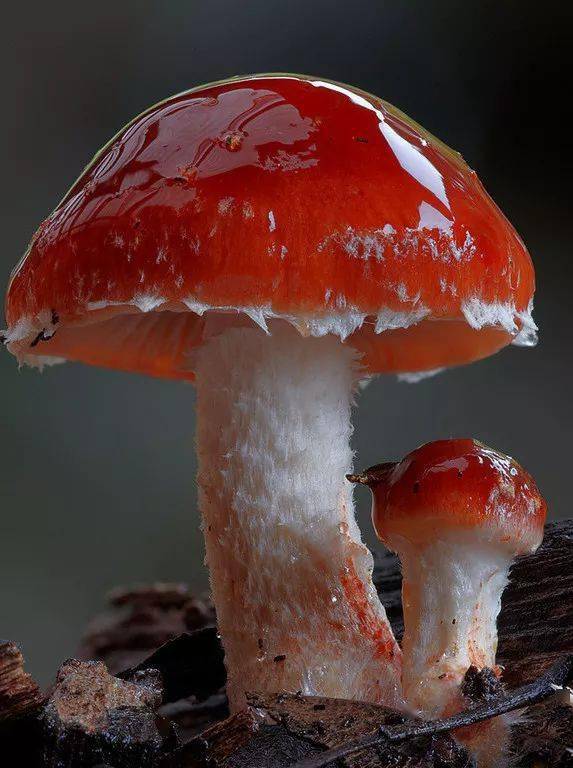 这些蘑菇摄影图片您见过吗