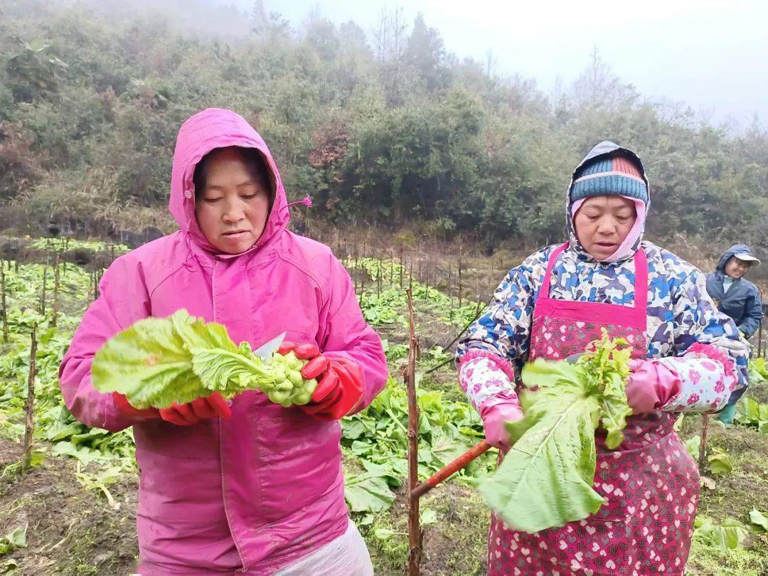 榨菜種植時間相對較短,投入少,見效快,去年9月下旬開始栽種,今年2月