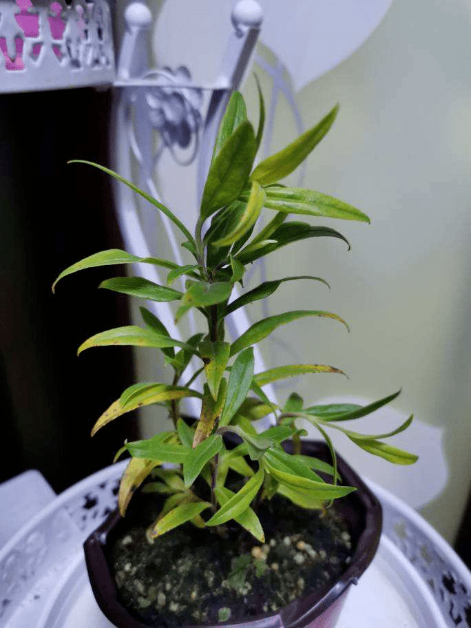 1种花开花像 吊钟 一整串都是花 初春养正合适 钟柳 植物 养护