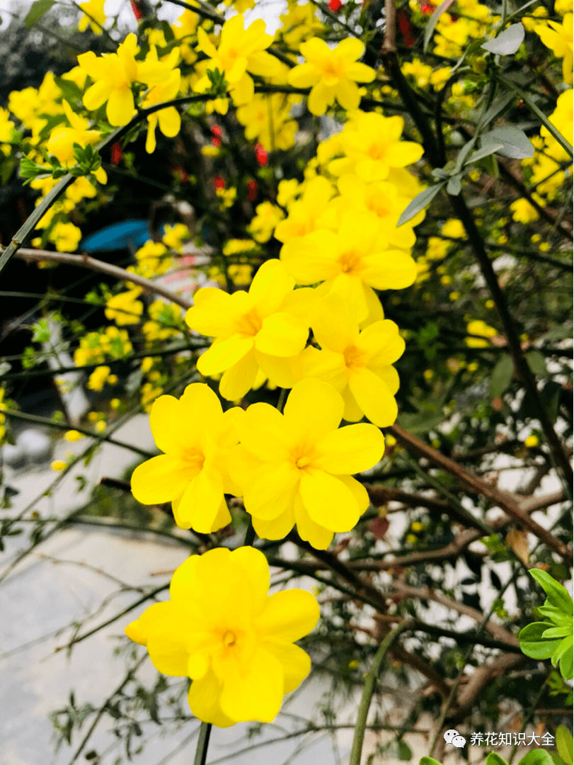 早春就开花的植物 现在养正是时候 呼呼开花花苞冒不停 桃花 风信子 山茶花