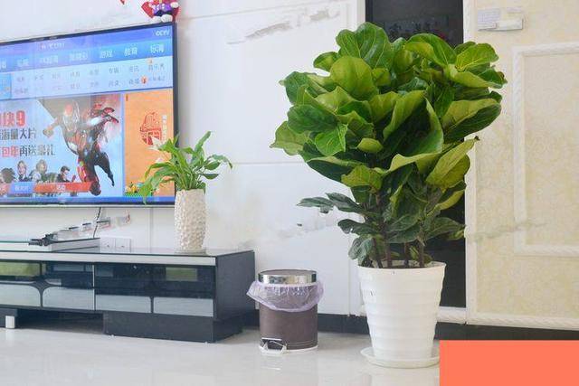 适合家里养的绿植花 55ff2047f7924cc8b14f4ed212062b5e.jpeg