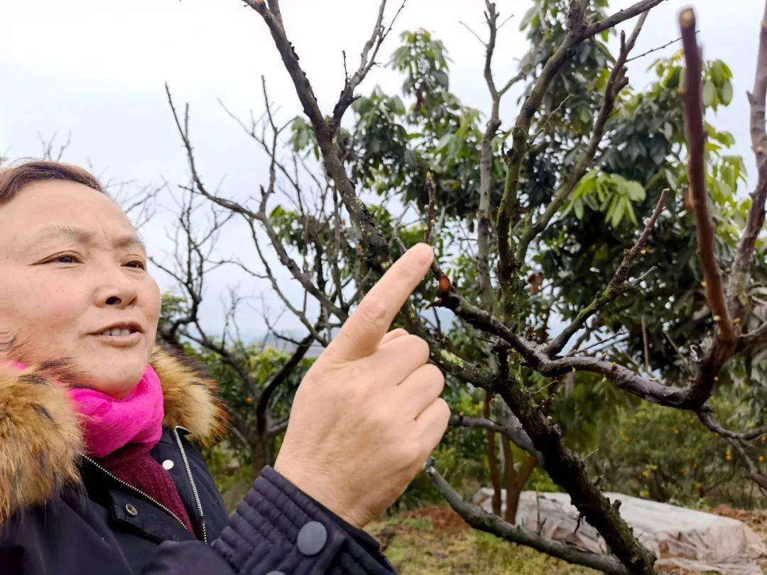 "现在进行的是保花保果作业,李子花三月上旬就会进入盛放期,现在