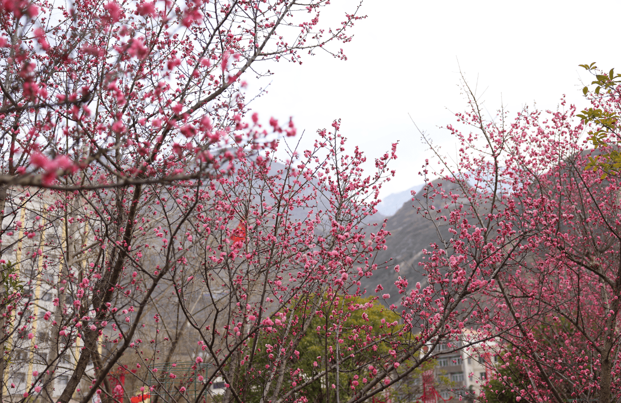 邂逅|美！邂逅无忧城 又见梅花开