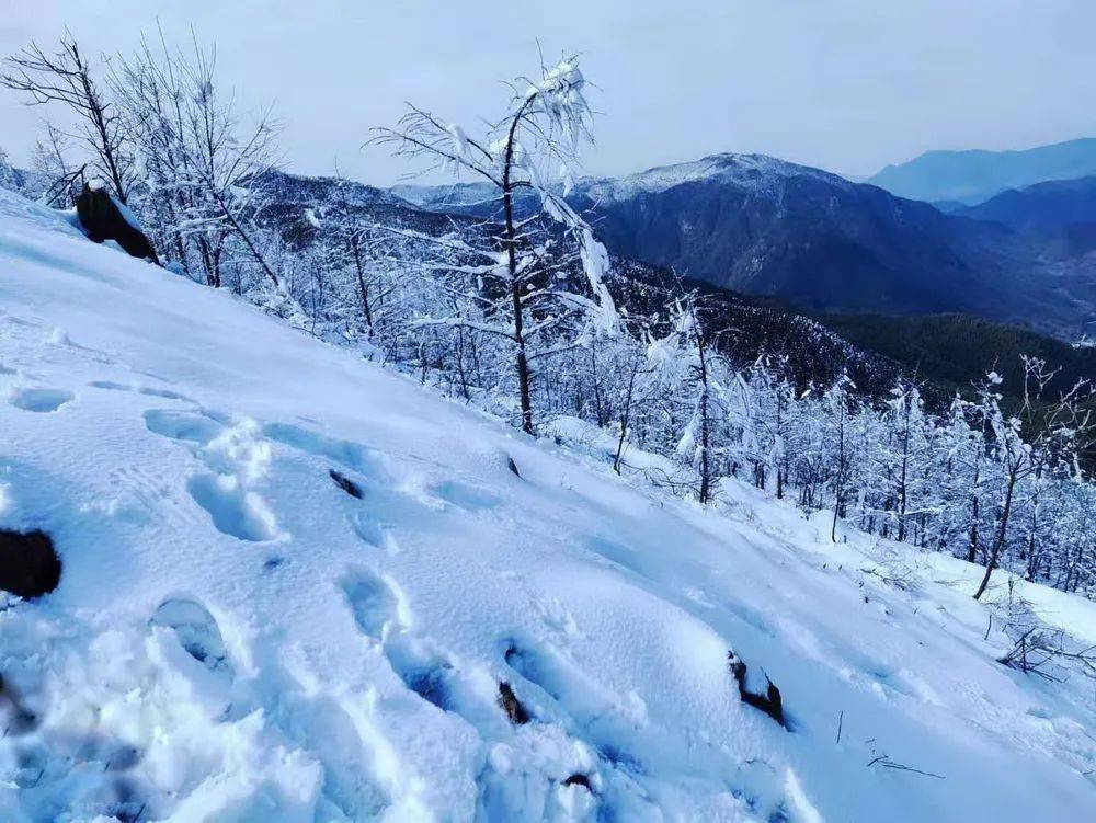 2022四明山踏雪224四明山又又又下雪了登四明山華蓋山賞林海雪原風景