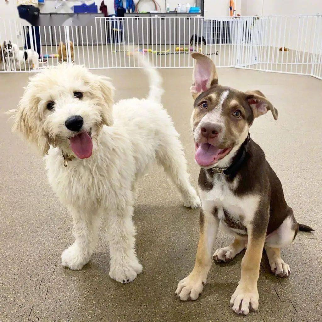 小狗狗在学校里和好朋友们的合照这也太可爱了吧