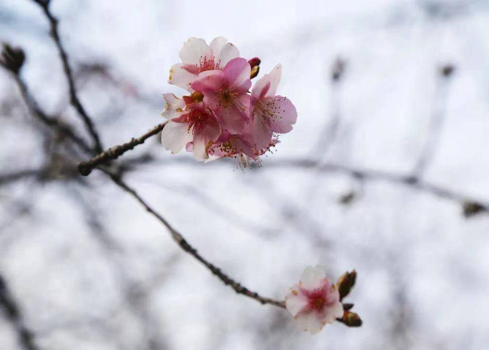 融融暖意喚醒春之歌顧村公園第一朵櫻花悄然綻放