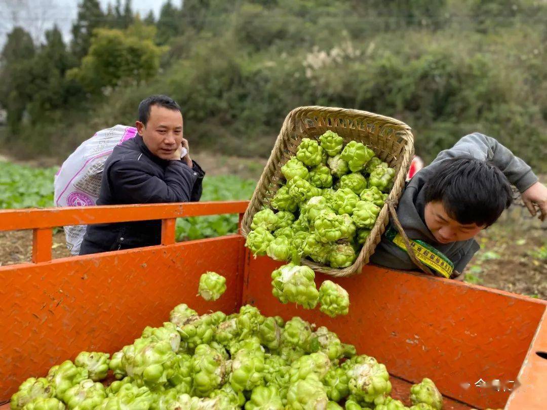 【奋进新征程 建功新时代】榨菜获丰收 村民笑开颜_良村_茅坝_种植