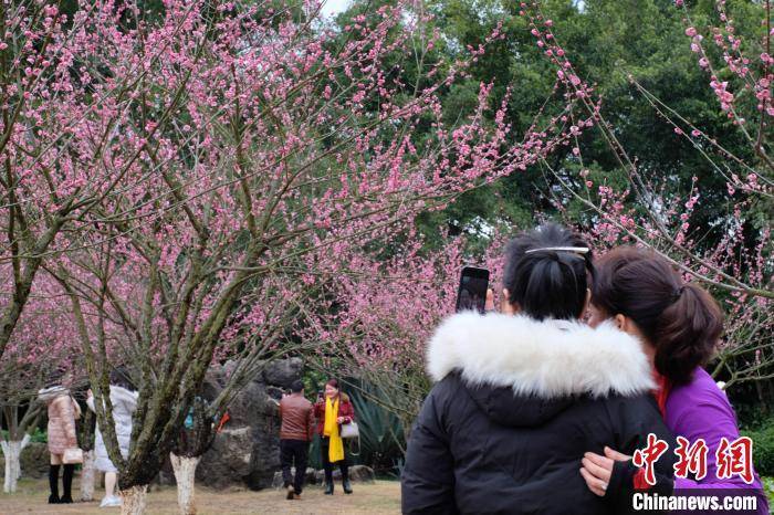 柳州|广西桃花雨后绽放 大批游客拍照“打卡”