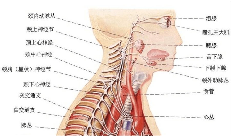 颈部神经走向图图片