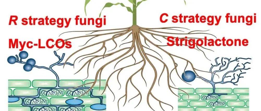 中科院微生物所高程研究组在菌根适应策略研究中取得进展_丛枝_真菌_plant