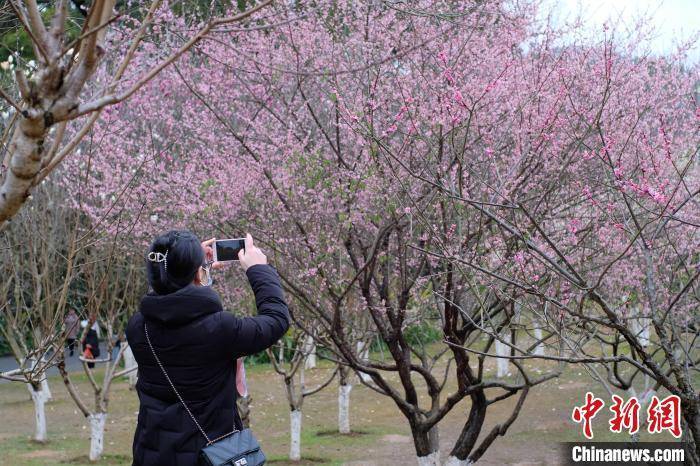 柳州|广西桃花雨后绽放 大批游客拍照“打卡”