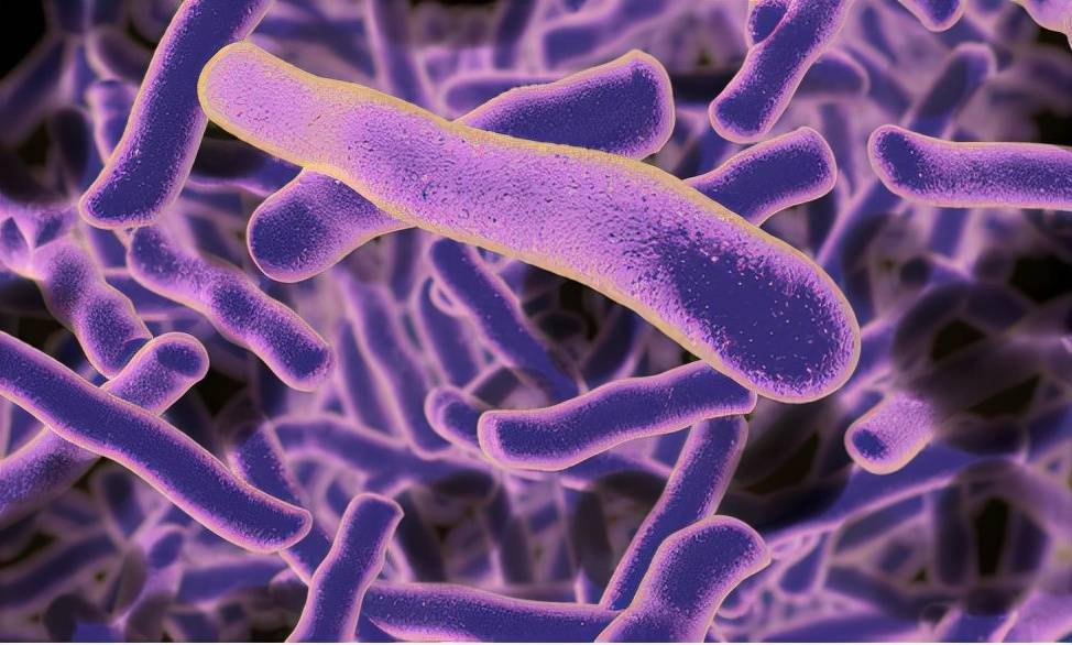 让医生又爱又恨的抗真菌药物两性霉素b