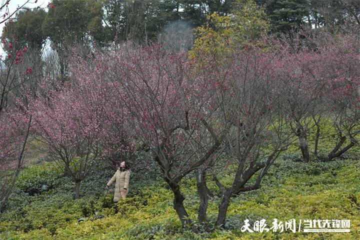 双龙|贵阳双龙生态公园：踏雪寻梅