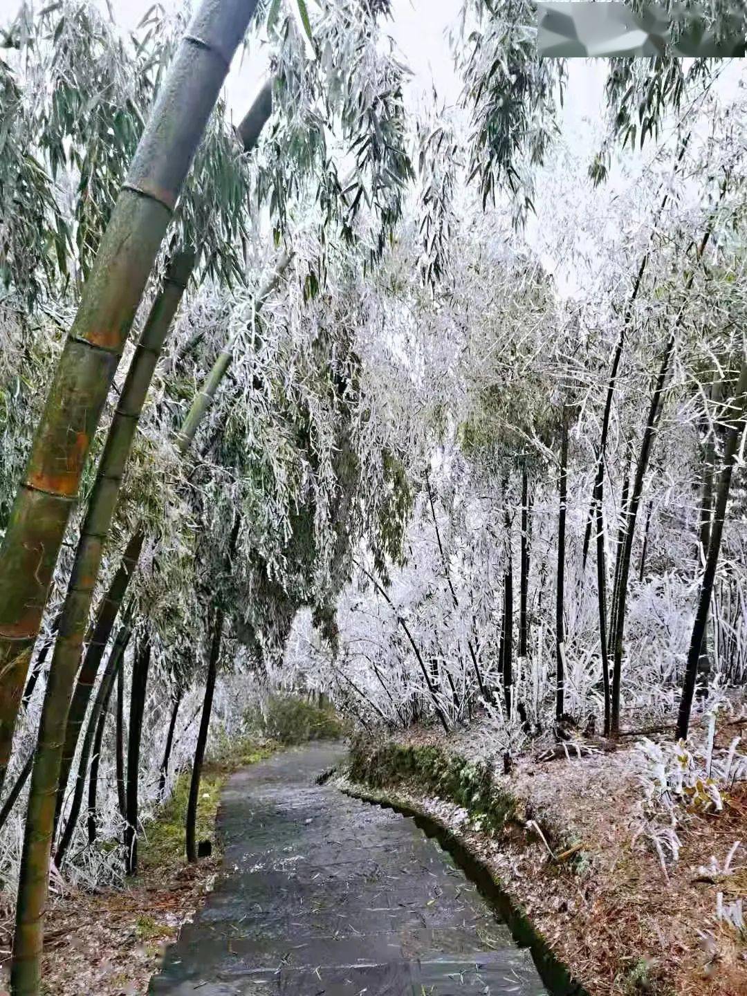 宜兴竹海雪景图片