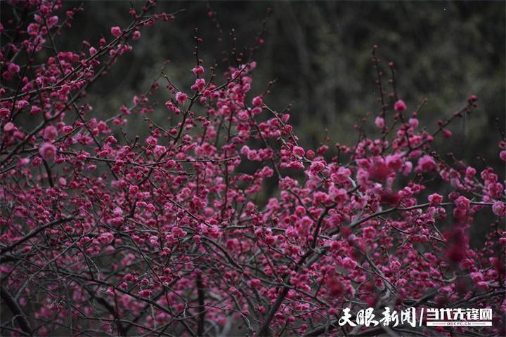 双龙|贵阳双龙生态公园：踏雪寻梅