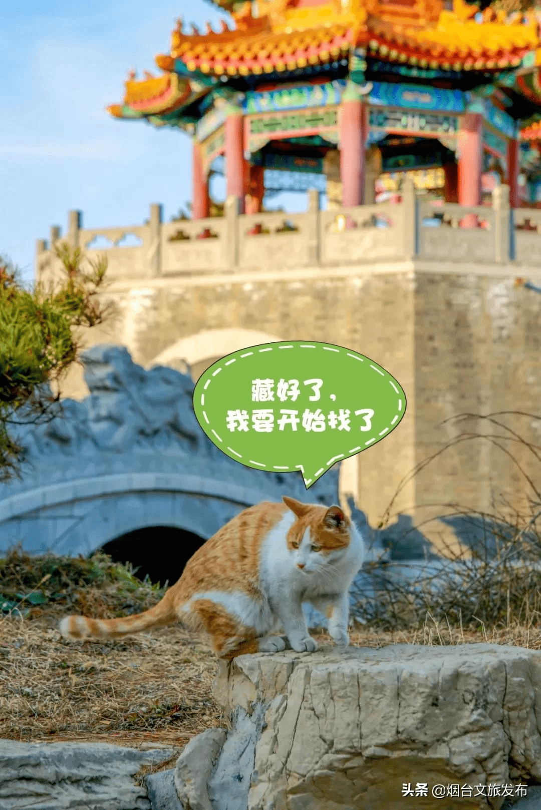 馋猫|这个春天傲娇的猫小主喊你来蓬莱！