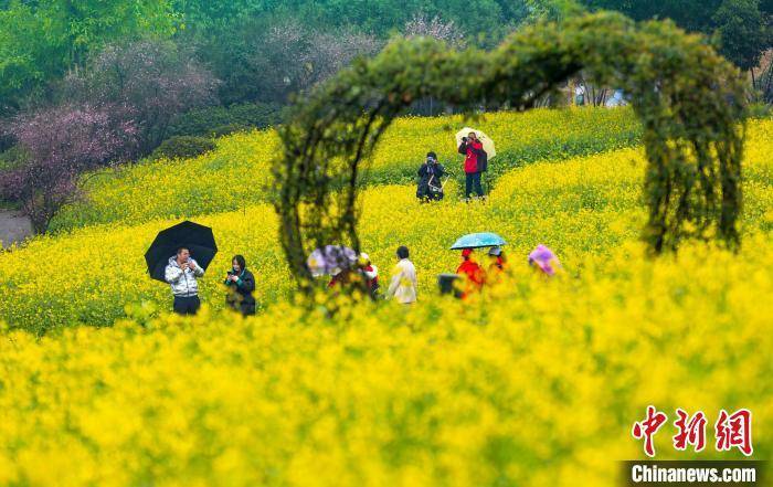 刘纪|重庆巴南300亩油菜花盛开 市民雨中寻“春”