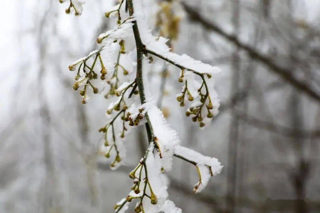 雪花|冬奥会里的那朵雪花飘到昆明来啦！ | 昆明文旅动态