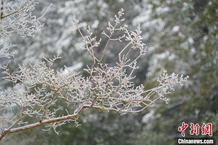 张明珉|浙江百山祖国家公园迎降雪 风景如画