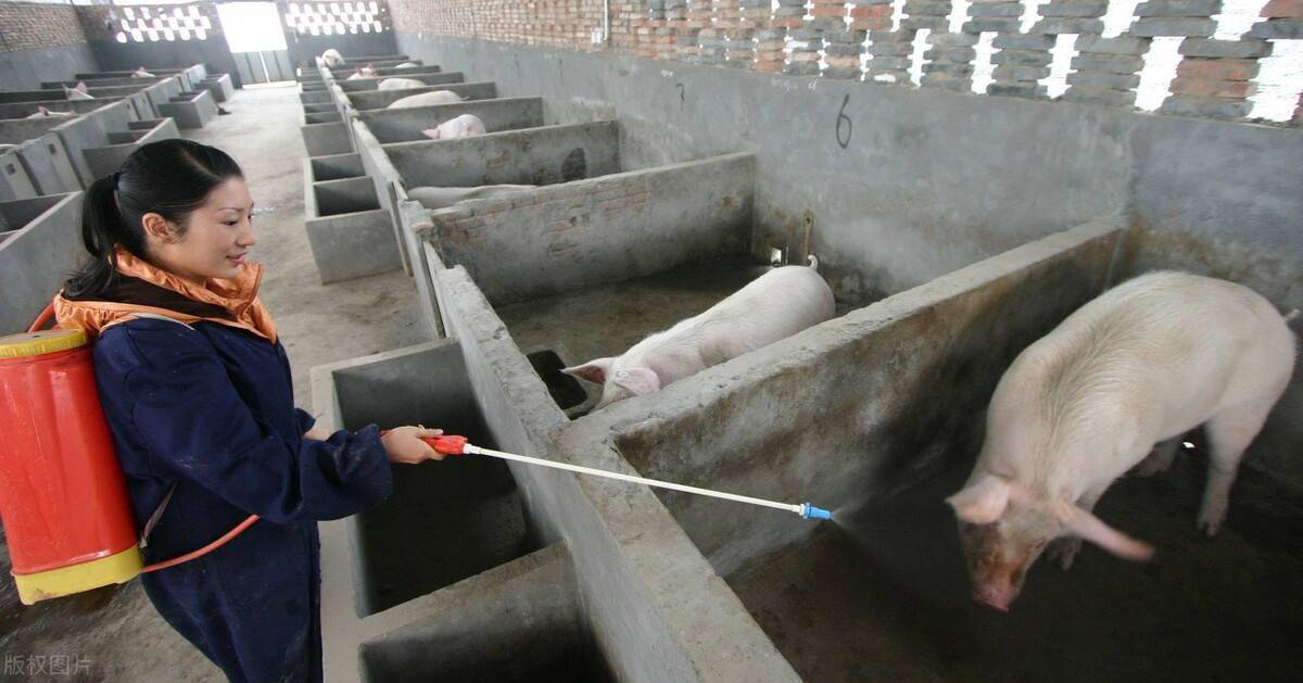 非洲猪瘟疫苗能用吗非洲猪瘟防控的经验养猪人要知道