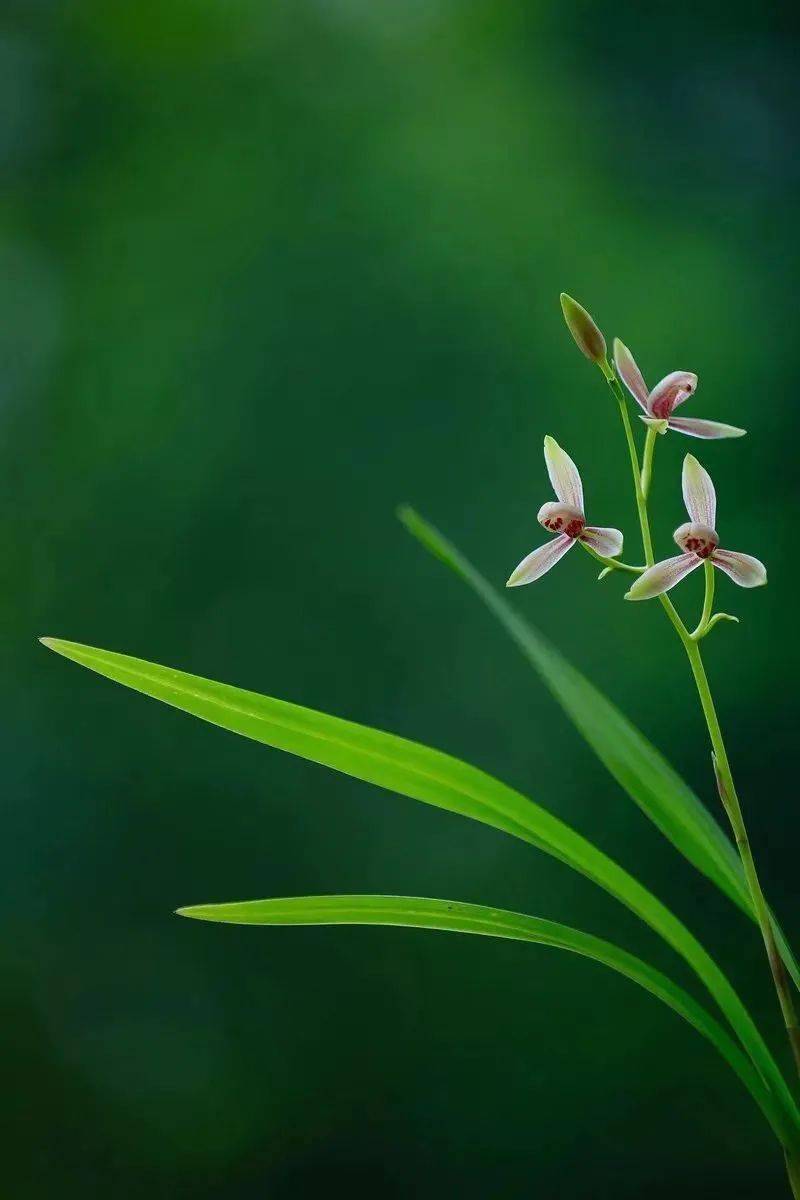 願如蘭花,獨有清雅_幽蘭_葉片_花朵