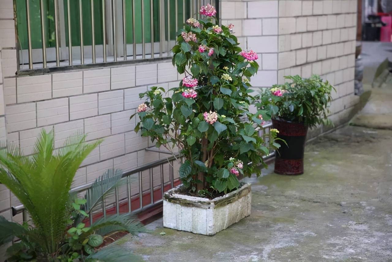 阳台种什么植物好养又不伤花 0e5a32c0fec8413ab6f14cee1bb886f9.jpeg
