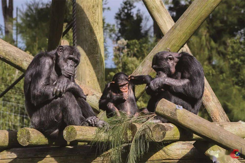 动物界的"小酒鬼"_酒精_黑猩猩_酒量