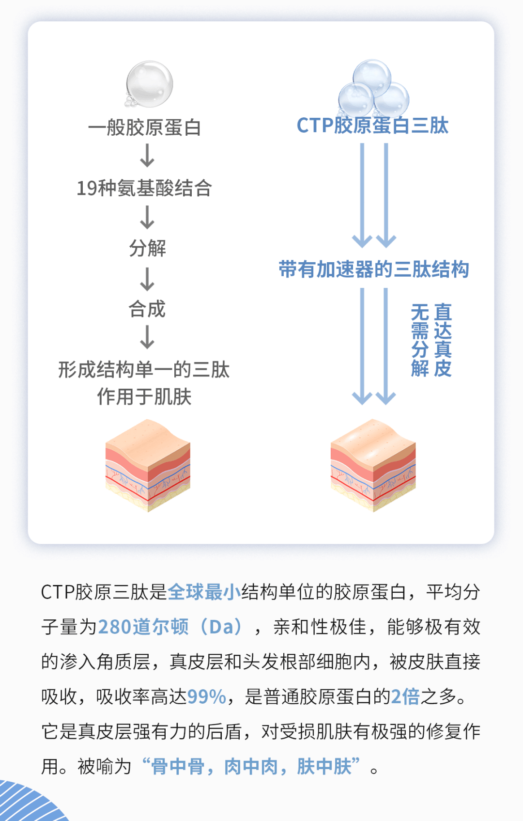 ctp胶原三肽胶原蛋白界当之无愧的明星