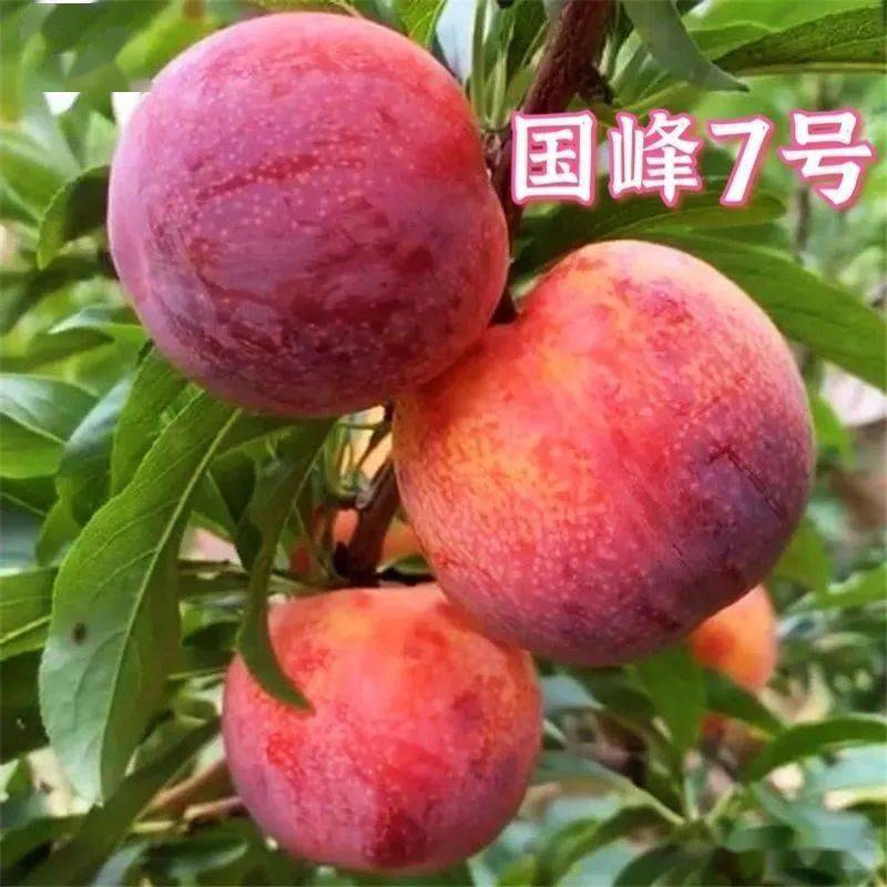 国峰7号李风味浓郁耐贮运结果早产量高抗寒性强