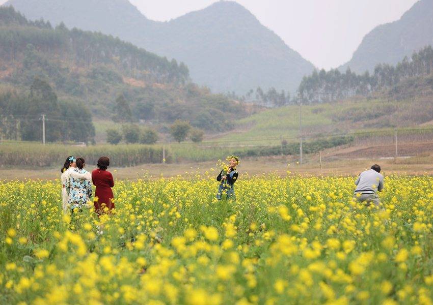 游客|广西柳城：春花烂漫游人醉