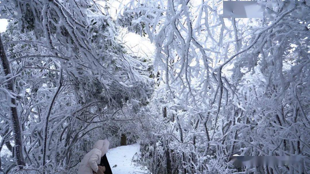 乐业天坑雪景图片