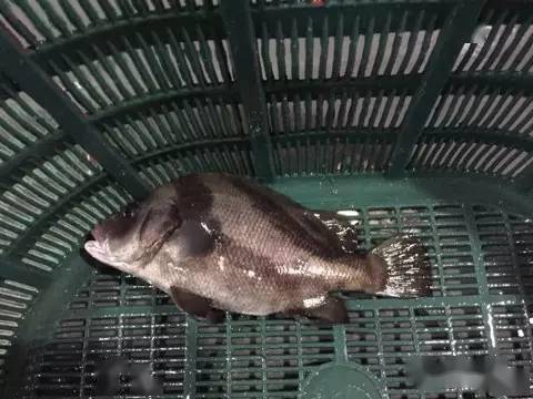 又叫假包公鱼,学名花尾胡椒鲷(plectorhynchus cinctus),英文名grunt