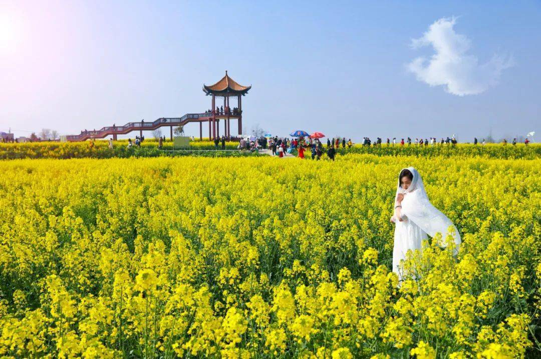 荆门张池村油菜花图片