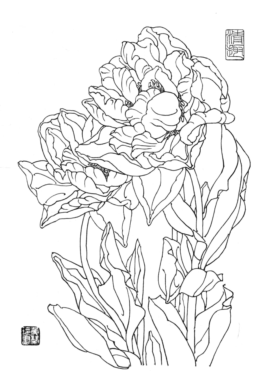花卉白描玉兰花郁金香