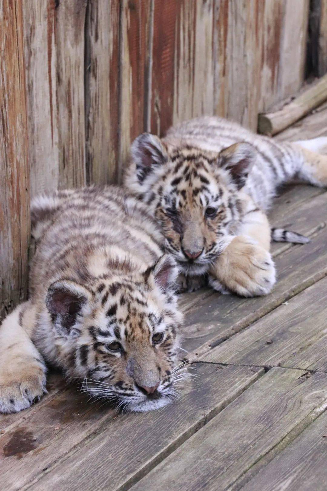 【有獎徵名】來給虎子寶寶取個名字吧_野生動物園_活動_雲南