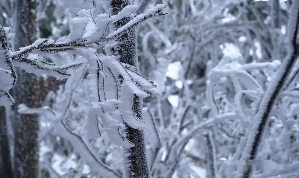 乐业:雾凇雪景惹人醉