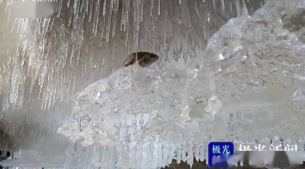 冰层|鱼儿在“冰剑”中穿梭，冰层下别有洞天！大美龙江这样的美景你一定没见过！