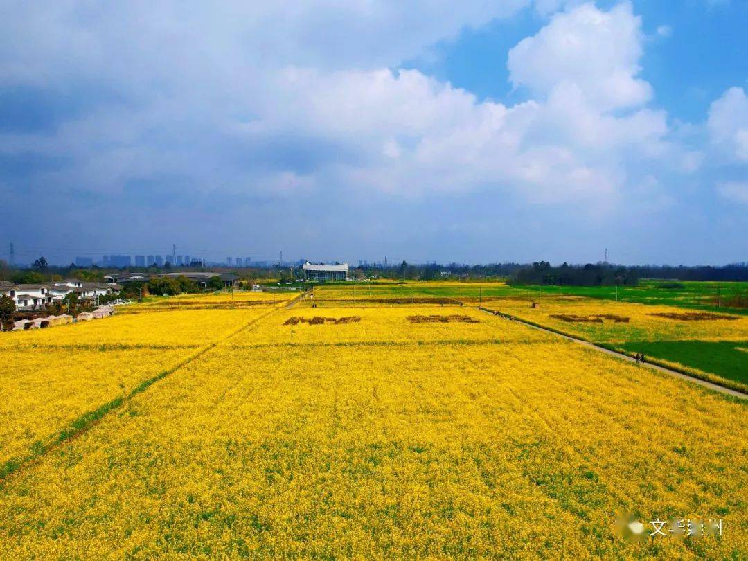 向二月春風保證,崇州的油菜花真的很好看_五星村_風景_田野