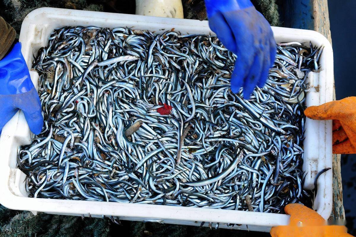 一网能捞1000斤,被网友误为"涸泽而渔",青岛春天美味油炸喷香_捕捞