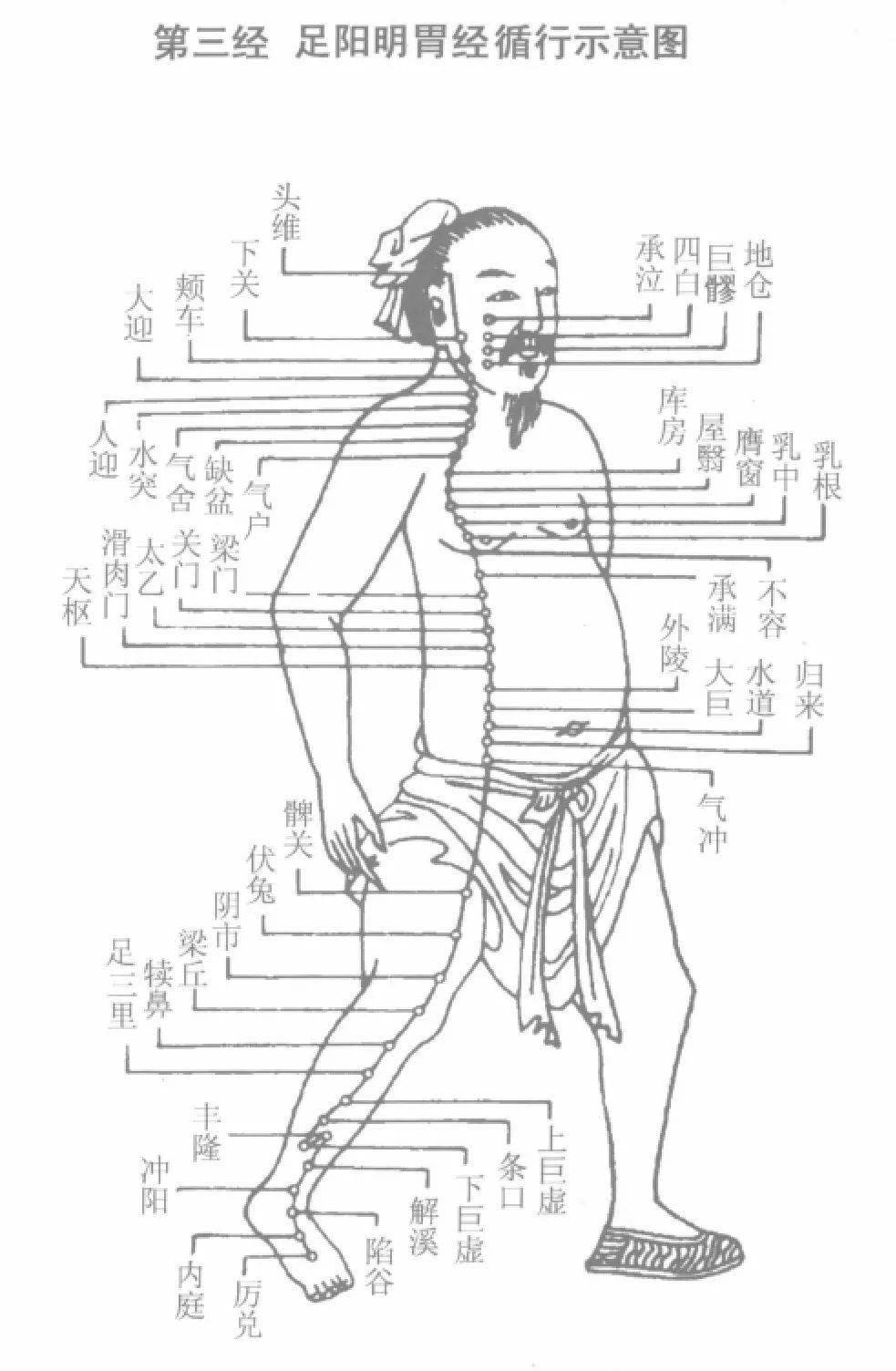 胃经经络图走向和作用图片