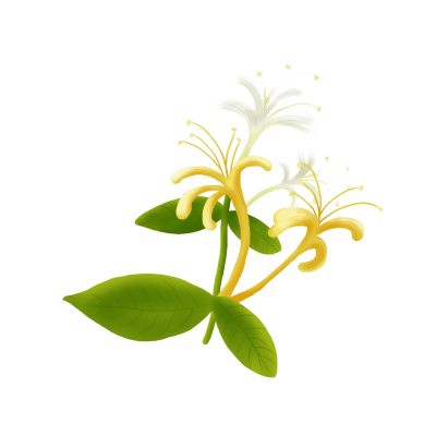 中药半月谈丨金银花