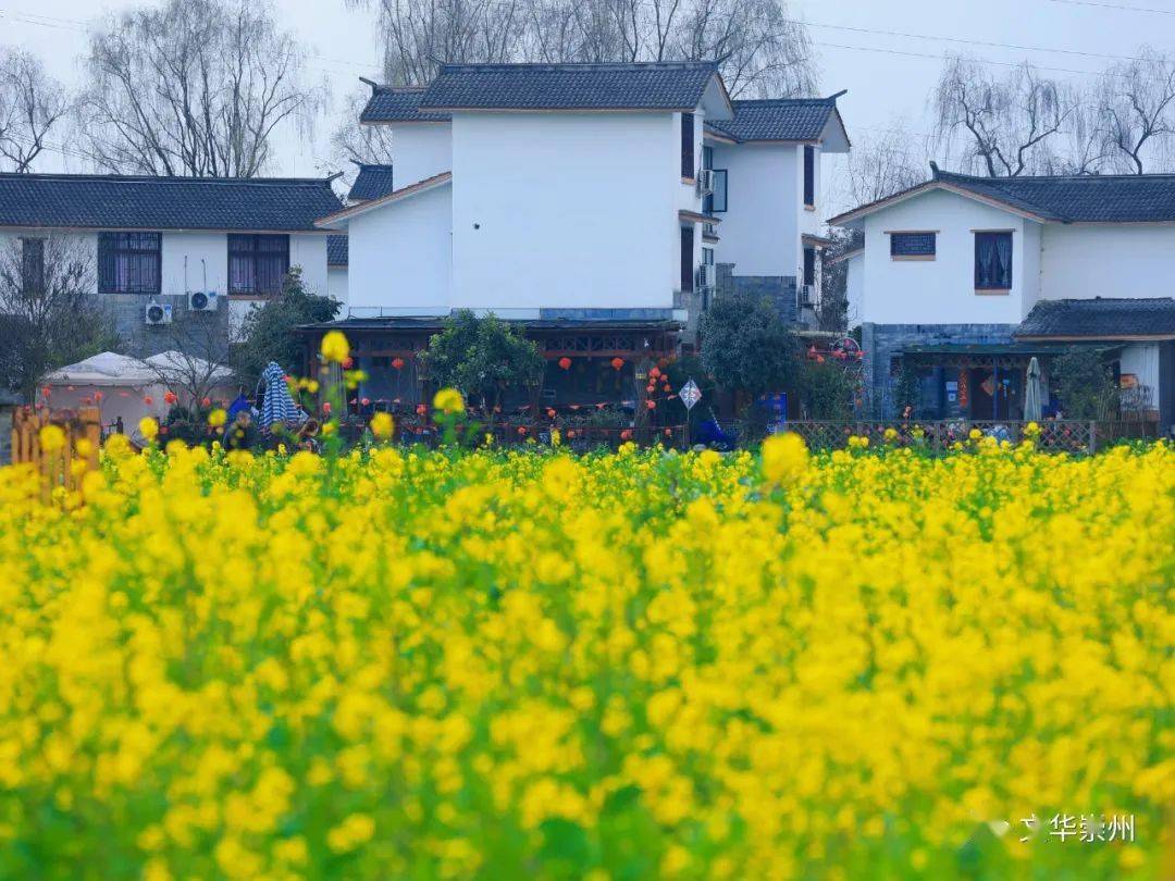 向二月春风保证,崇州的油菜花真的很好看_五星村_风景_田野
