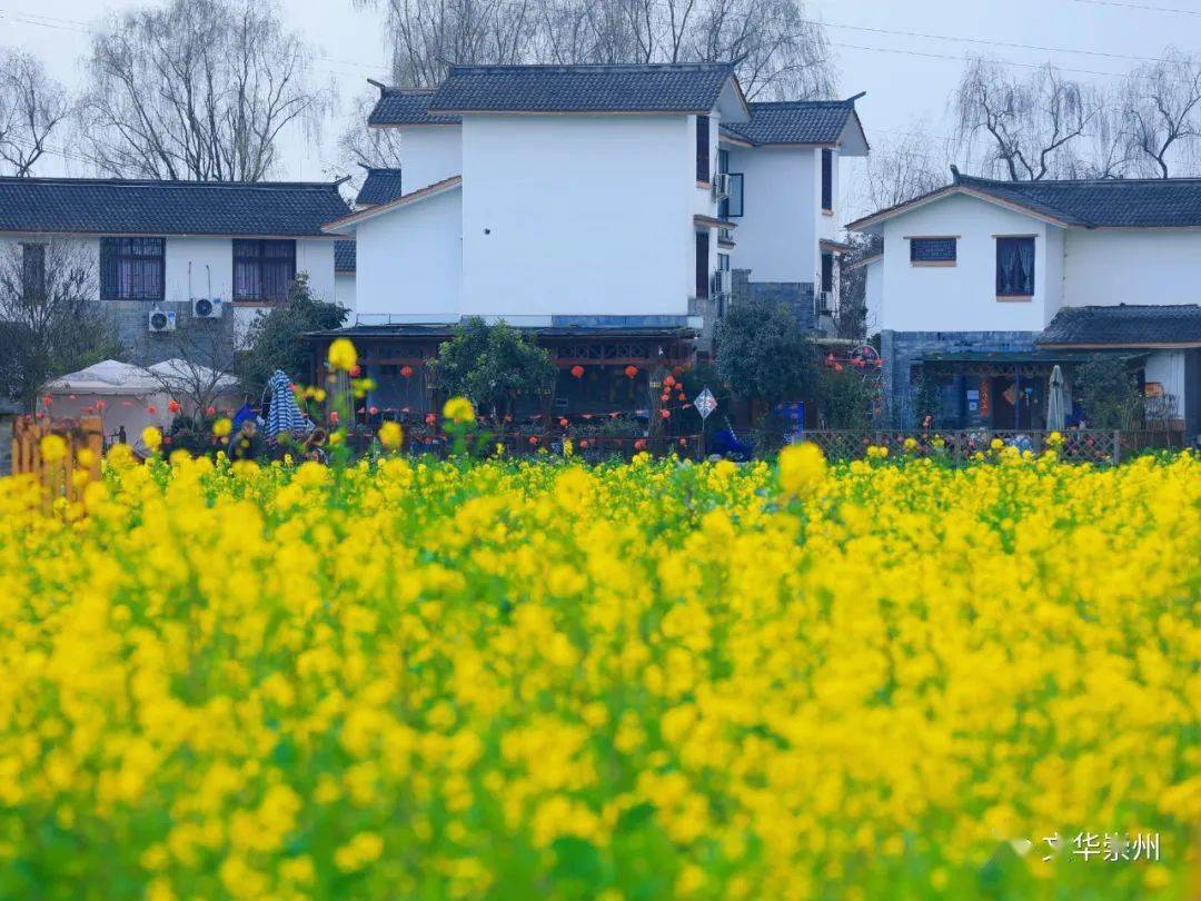 五星村油菜花图片