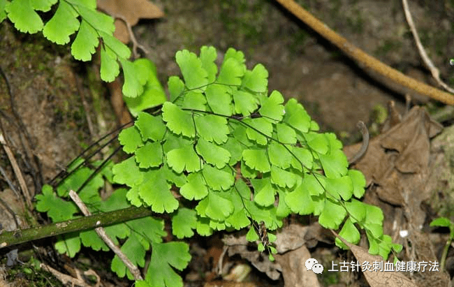 每天学一味中草药铁线草彩图