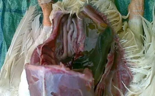 鸭子为什么会有腹水很多人不知道原因