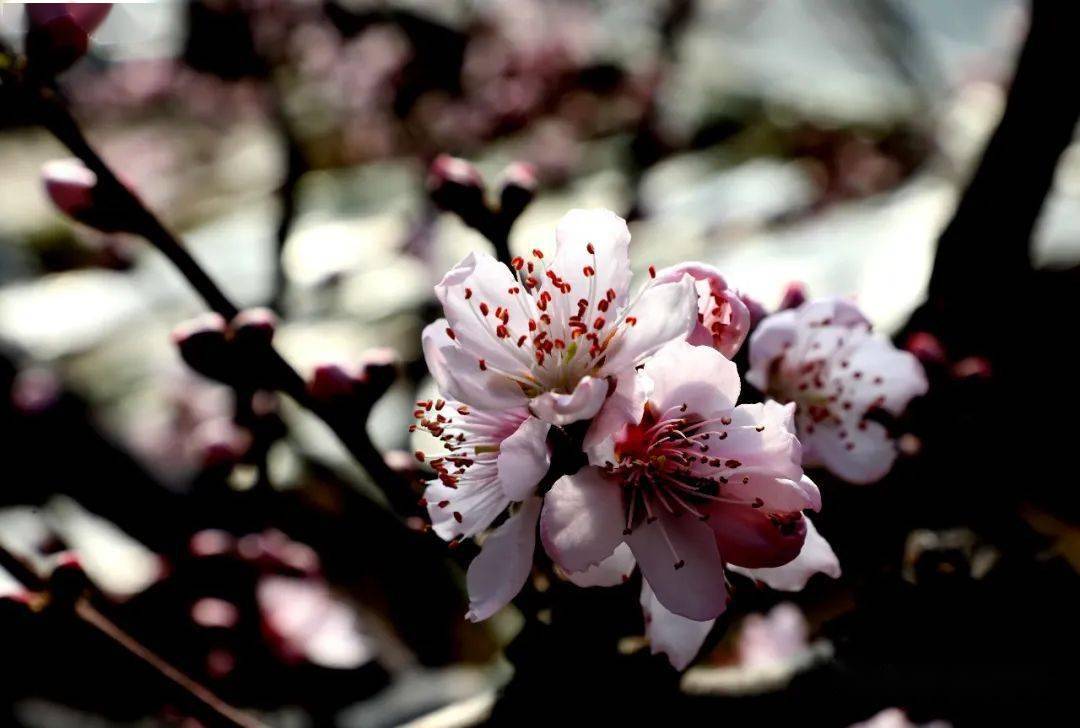 桃花|春天在哪里？ 春天在这里！