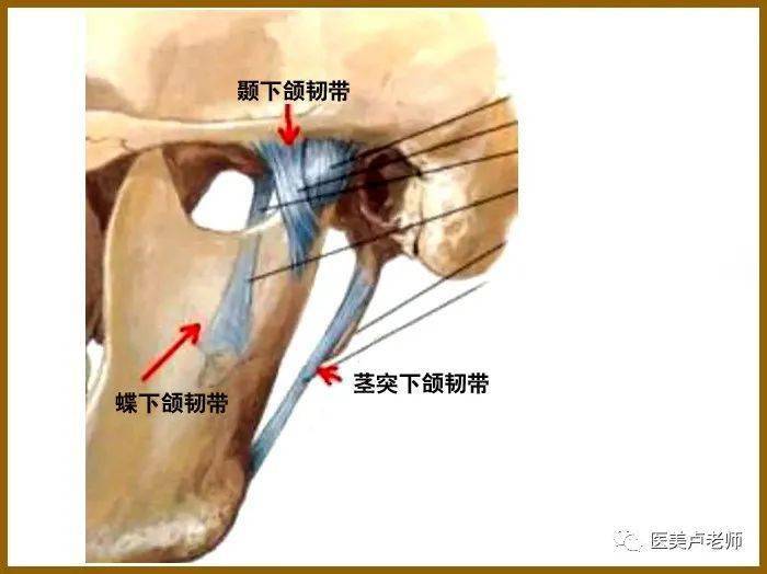 解析颜面部解剖的支持韧带