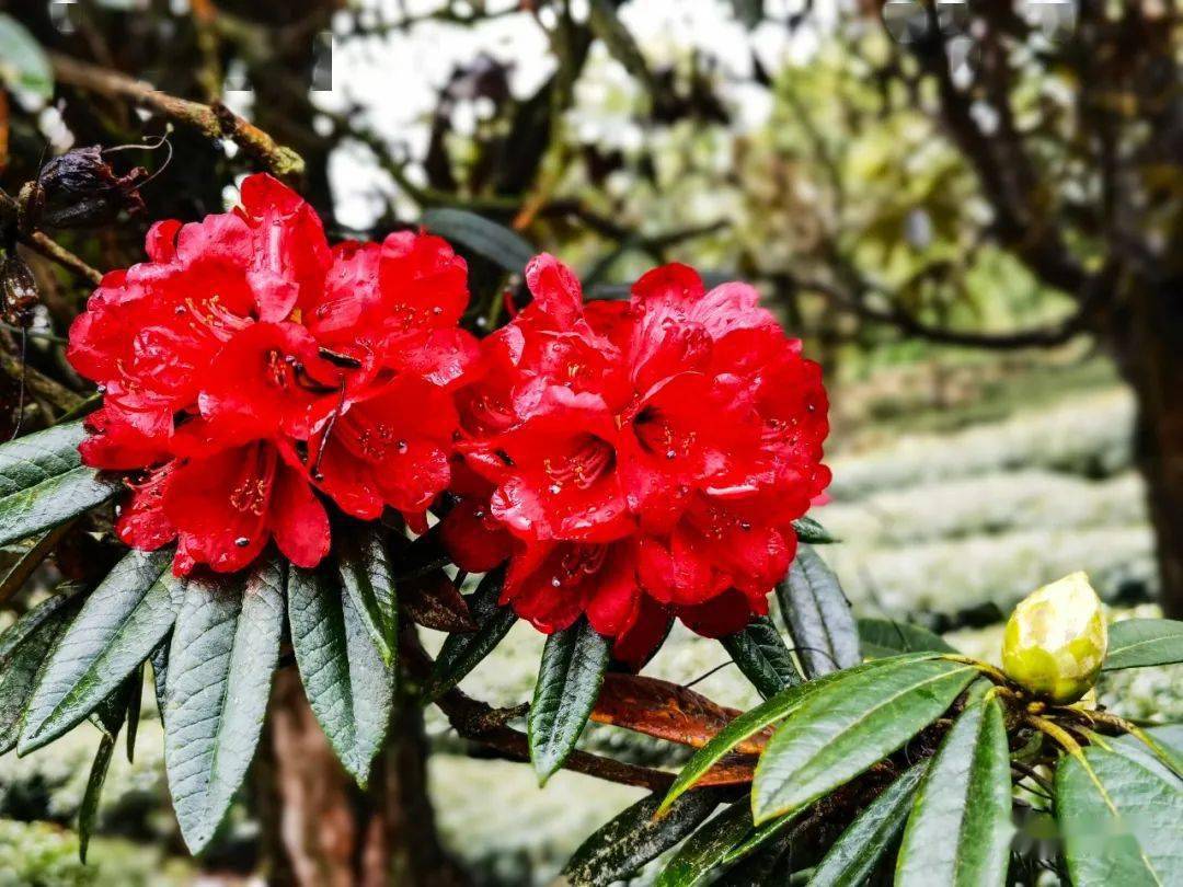 唤醒了整个沉睡的山谷马缨花已悄然绽放于枝头无量山樱花谷三号景区的