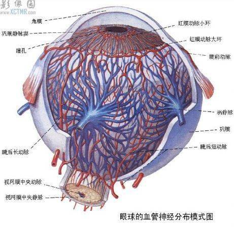 ppt圖文眼部的解剖與生理