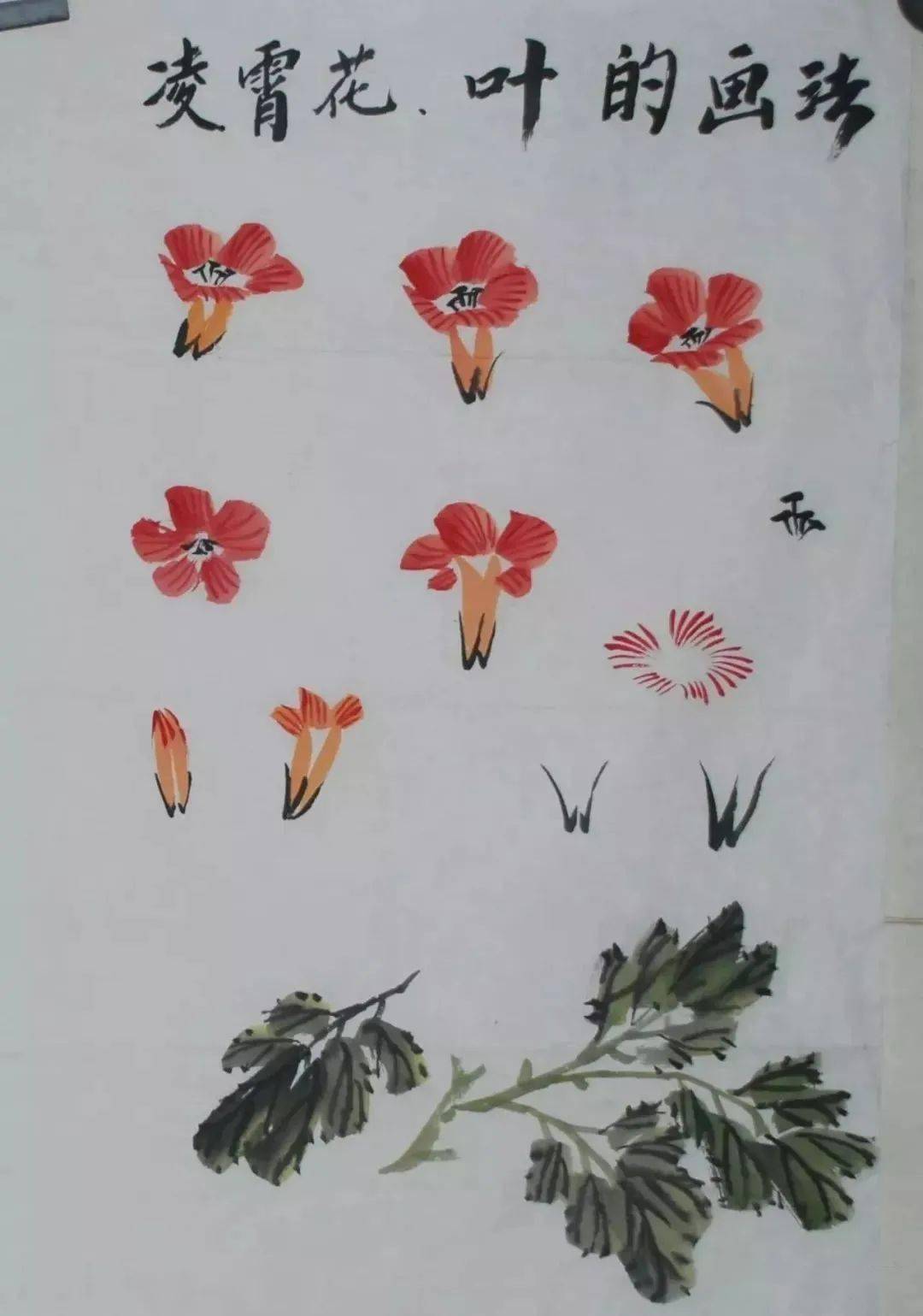 国画教程凌霄花的写意画法